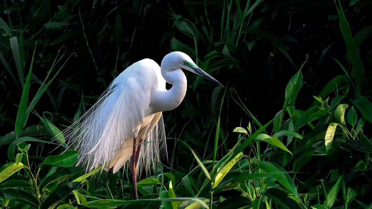 Kumarakom Bird Sanctuary